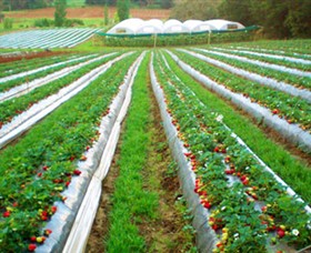 Kookaberry Strawberry Farm - Accommodation Ballina
